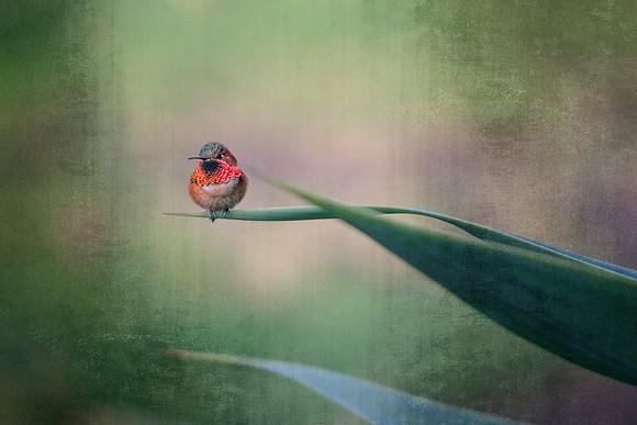 untitled-496-Edit-Edit
