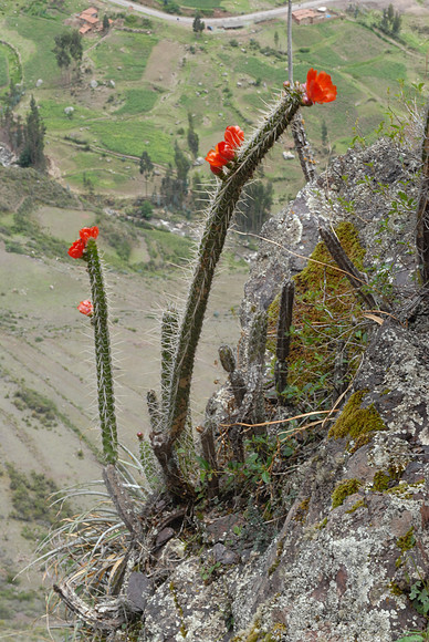 Trail to Pisaq, Sacred Valley, Peru