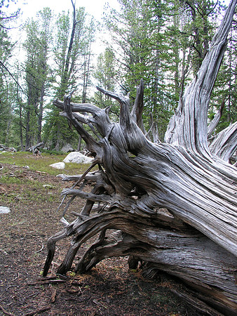 Montana '08
