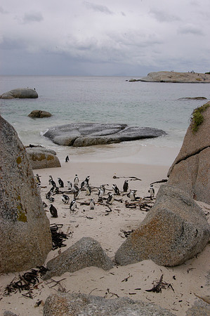 Penguins, So. Africa