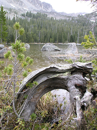 Montana '08