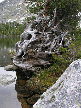 Montana '08